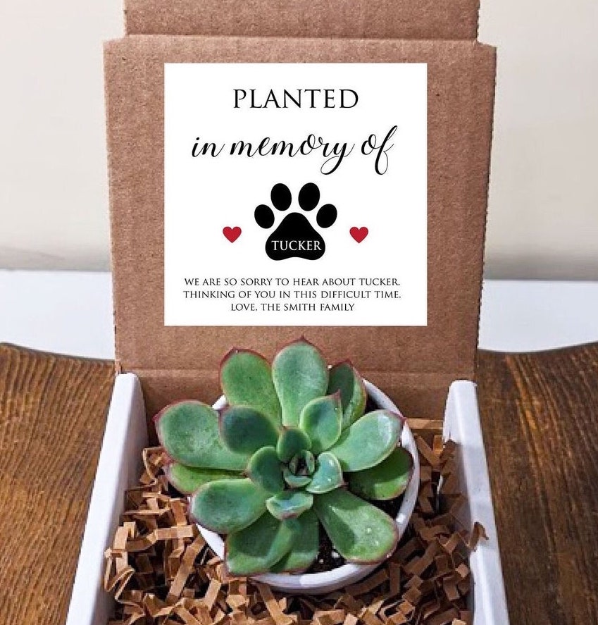 Pet Memorial Succulent with Personalized Message