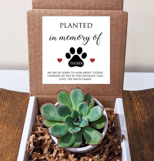 Pet Memorial Succulent with Personalized Message