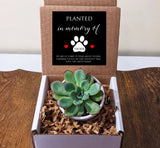 Loss of Dog Memorial Gift Succulent with Personalized Message